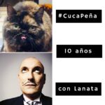 Jorge Ernesto Lanata Instagram - Conocé los detalles de la historia de esta superviviente felina en los 3 últimos videos publicados. #CucaPeña #Lanata #fernandopeña #putolindonotdead #jorgelanata