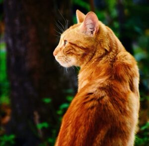 Jorge González Instagram - Marino 💛un gato con calle.