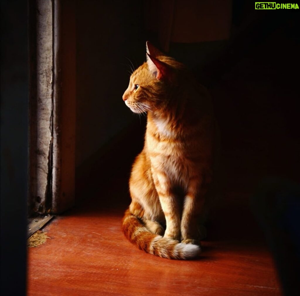 Jorge González Instagram - Marino 💛un gato con calle.