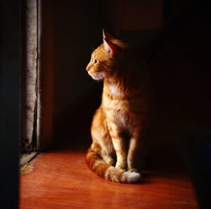 Jorge González Instagram - Marino 💛un gato con calle.