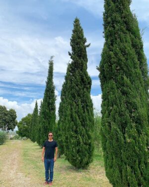 José Pedro Vasconcelos Instagram - Há onze anos plantei os nossos 13 ciprestes. Hoje estão assim. Orgulho @imanicountryhouse Cupressus sempervirens História e aplicações:
Na origem etimológica do seu nome científico Cupressus, significa ciprestre. Segundo alguns autores pode também derivar de Cyprus (Chipre), de onde é nativo e cresce espontaneamente. Sempervirens, do latim, que significa sempre verde. Conhecida vulgarmente em Portugal, por cipreste-dos-cemitérios, é uma árvore normalmente utilizada na arborização destes pelo seu fuste indicar o caminho para o céu. Por esse mesmo facto era considerada uma árvore fúnebre, que trazia infelicidade. No entanto, antes do aparecimento dos cemitérios, a partir dos meados do século XIX, já esta espécie era plantada em muitas casas solarengas, principalmente no Vale do Rio Douro, na zona demarcada do Vinho do Porto, sendo considerada símbolo de nobreza. A sua madeira, de cor amarelada é de textura fina, não resinosa, mas aromática (liberta um odor semelhante ao do cedro). É resistente e fácil de trabalhar, própria para marcenaria, tanoaria, escultura, construção, carpintaria, etc., tendo sido também muito utilizada na construção naval; há quem diga que foi utilizada na construção da Arca de Noé e grande parte da frota turca. As pinhas dos ciprestes possuem muitos taninos, sendo utilizados na medicina popular para reter todos os tipos de fluídos (diarreias, incontinência urinária, etc.). As pinhas e a casca terão sido também utilizadas pelo mesmo motivo (os taninos) para curtir couros. Os vapores de essência de cipreste são igualmente utilizados para acalmar a tosse convulsa.