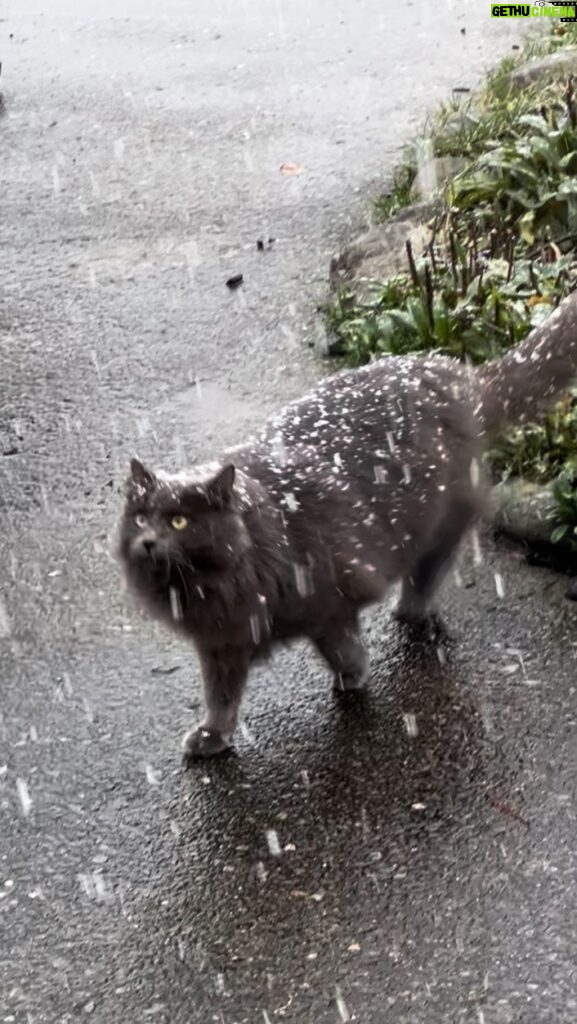 Josie Bissett Instagram - Snow Day! ❄️❄️❄️ Seattle, Washington