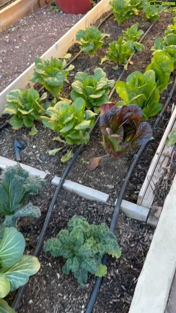 Josie Bissett Instagram - Nothing like a salad from your mom and dad’s backyard! I am inspired! I love you soooo much dad and Happy Birthday! Question: Does anyone have one of those indoor Hydroponic Growing Systems like @garden.towers or @lettucegrow. I would love to know how you like it and if there are others to try. Thank you for sharing. Eat well + live well + be well = happy + healthy human XO #papajoesgarden #ilovecilantro