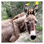 Julian Lennon Instagram - “Day in a Life, #4” 16”x16” (40.64 cm x 40.64 cm) Peille, France, 2021 This is print 4 of 4 of the special editions that I’m offering, available through December 31st. A portion of the sales will benefit The White Feather Foundation. Link in bio.🙏🏼 #julianlennon #nature #photography #france #holidaygiving