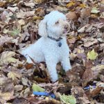 Julianna Margulies Instagram - NYC got the message: it’s Autumn! Perfect day for dogs in leaf piles. #whoodles