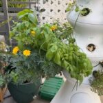 Julie Ann Emery Instagram - I how I love to help things grow! #AdventuresOfHerbie #hydroponicgarden Picking 🍅!!!!!!!!! And put on new baby plants last week. See how they are doing! @lettucegrow