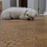 Jung Ho-young Instagram - 우리 순이도 졸려? #카덴 #정호영셰프 #카덴또깡 #카덴순이 교래리
