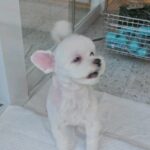 Jung Ho-young Instagram - 우리 순이랑 또깡이 미용하고 기분이 좋아요^^ #카덴 #정호영셰프 #카덴순이 #카덴또깡 #모동모동 . Seoul, Korea
