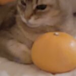 Kang Daniel Instagram - Orange girl🍊