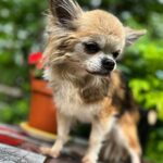 Kari Hietalahti Instagram – Onneksi olkoon rakas Kenraali Panchomme ❤️ 16 -vuotta. / Dear General Pancho🌹 16 yrs.
•
#kenraalipancho #generalpancho #seniorchihuahua #16yrsold #imstillstanding #eltonjohn Enonkoski