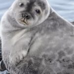 Kari Hietalahti Instagram – 🦭🦭🦭🦭 No more dead ringed seals! Dont fish with nets in Saimaa! 🙌 Jätä verkot naulaan. Norppia on kuollut jo nyt ennätysmäärä ja laillinen verkkokalastus alkoi eilen. Voit vaikuttaa, ettei kuolleita kuutteja tule lisää.
•
#saimaannorppa #saimaaringedseal #verkkokalastus #lakesaimaa💙 #saimaa #kuutti #fuckthenets Saimaan Vesistö