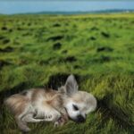 Kari Hietalahti Instagram - #if the old wolf sleeps, don't disturb the beast”- old prairie proverb 🐺 • #kenraalipancho #oldchihuahua #generalpanchovilla #seniordog #seniorchihuahua #16yrs #sleepingbeauty Ullanlinna