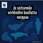 Kari Hietalahti Instagram - Kuutti n:o 7🥺 Jos haluat tämän tappamisen loppuvan, allekirjoita aloitteemme. Linkki biossa. 🦭 • #saimaannorppa #fuckthenets #kansalaisaloite #jätäverkotkotiin #kuutti #saimaaringedseal #savethenatives Saimaan Vesistö
