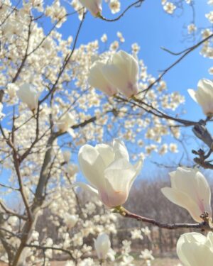 Kasumi Hasegawa Instagram - 春はワクワクする☺️🌸

いちご狩りに行った帰りに、ハクモクレンがとっても綺麗な場所に遭遇した！