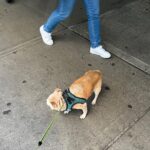 Kathy Najimy Instagram - Another installment of the white sneaker series. I love Manhattan but, perplexed and amazed how these folks keep their sneakers so white and clean on these streets… (with cameos by Petie)