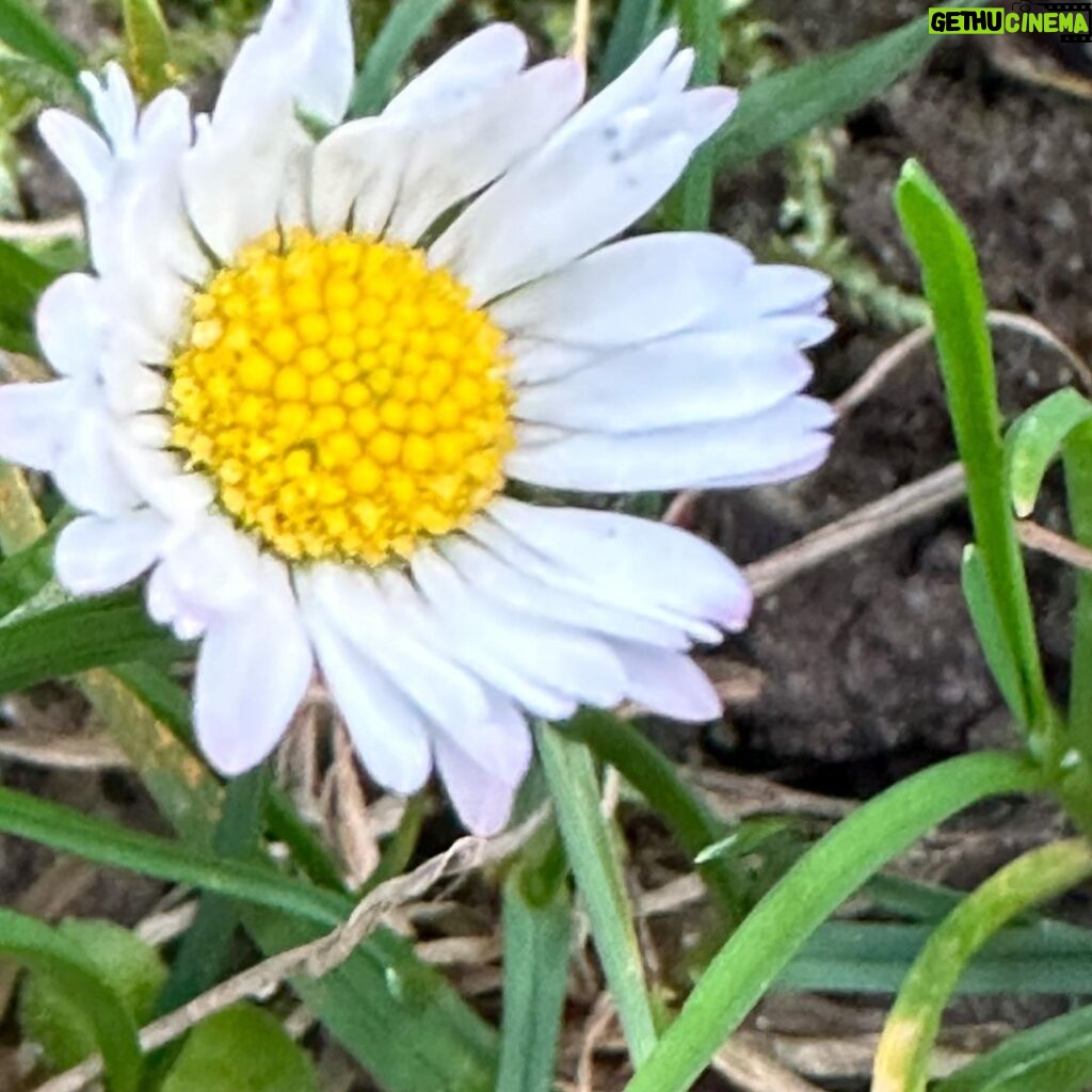 Katja Riemann Instagram - Ich danke euch und Ihnen von Herzen für die vielen guten Wünsche!!🙏🏽 Meine Blumen im November. #motherearth #life EARTH