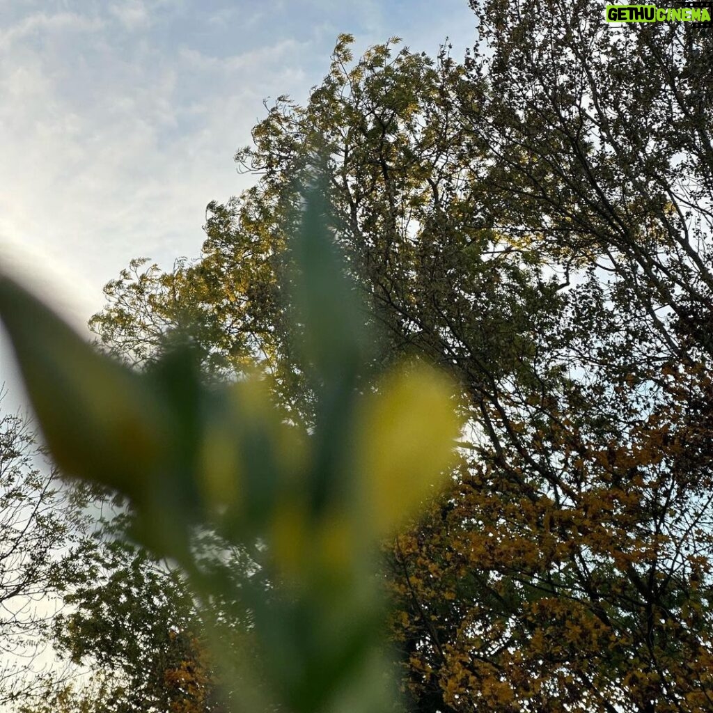 Katja Riemann Instagram - Ich danke euch und Ihnen von Herzen für die vielen guten Wünsche!!🙏🏽 Meine Blumen im November. #motherearth #life EARTH