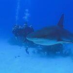 Kerri Kasem Instagram - Diving with Sharks! Shooting Surviving Mann All Stars, 50 miles off the coast of Belize, with @aggressoradventures for @americanstoriestv! We got to dive at one of the most famous spots in the world, the #bluehole. #ScubaDiving #Shark #Belize #aggressorliveaboards