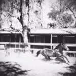 Kerry Condon Instagram - California dreaming....#horses #homesick