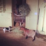 Kerry Condon Instagram - #cute