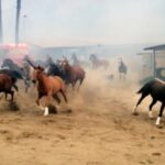 Kerry Condon Instagram - San Luis Rey Downs 💔 All those brave, kind people who saved so many horses