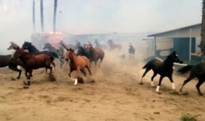 Kerry Condon Instagram - San Luis Rey Downs 💔 All those brave, kind people who saved so many horses