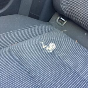 Kerry Condon Instagram - The dog puked in the car a week ago and I still haven't cleaned it 😩 #ijustdontgiveafuck