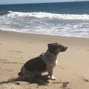 Kerry Condon Instagram - The whole beach to ourselves, just Peggy and I. Dolphins in the background. Is this heaven?!