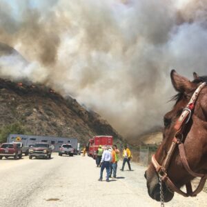 Kerry Condon Instagram - The scariest day of my life. Wild fire spread and burned down the stables. All horses ok. I really am blessed 🐎