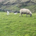 Kerry Condon Instagram - It’s very difficult to concentrate on work right now cos there are BABY LAMBS EVERYWHERE!!! 🇮🇪🍀
