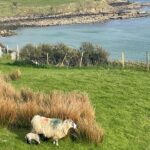 Kerry Condon Instagram - It’s very difficult to concentrate on work right now cos there are BABY LAMBS EVERYWHERE!!! 🇮🇪🍀