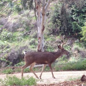 Kerry Condon Instagram - I saw this beautiful deer today. He walked right by me. Thank you buck, it was magical. 😍