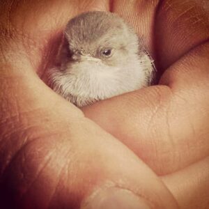 Kerry Condon Instagram - Found this injured baby bird today, now trying to save it 🙏🐣