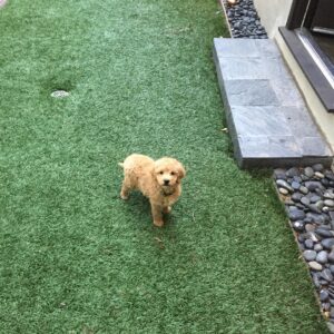 Kevin Connolly Instagram - New member of the family!!! #Brody #homeland