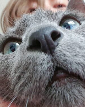 Kim Hee-chul Instagram - 15살 희범이🐱🐈💛
.
.
#희범 #Heebum #러시안블루 #RussianBlue