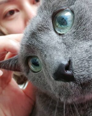 Kim Hee-chul Instagram - 15살 희범이🐱🐈💛
.
.
#희범 #Heebum #러시안블루 #RussianBlue