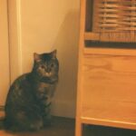 Kim Soy Instagram - 설맞이 우리 마고 선물! A lunar new year gift for my cat 하우스, 숨숨집, 캣타워, 스크래쳐를 하나로 합친 4 in 1 제품 by @in_a_piece 🐈🐈‍⬛ 목수 집사님이 직접 수제작 하시는 제품이라 커스텀도 가능해요. 마고가 잘 사용하고 있고 일단 나무 색깔과 모양이 예뻐서 집사도 무척 만족하고 있습니다 :-) 마고도 새해 복 많이 받자아아