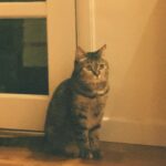 Kim Soy Instagram - 설맞이 우리 마고 선물! A lunar new year gift for my cat 하우스, 숨숨집, 캣타워, 스크래쳐를 하나로 합친 4 in 1 제품 by @in_a_piece 🐈🐈‍⬛ 목수 집사님이 직접 수제작 하시는 제품이라 커스텀도 가능해요. 마고가 잘 사용하고 있고 일단 나무 색깔과 모양이 예뻐서 집사도 무척 만족하고 있습니다 :-) 마고도 새해 복 많이 받자아아