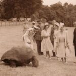 King Charles III of the United Kingdom Instagram - The Duke of Edinburgh is in St Helena! 🇸🇭 🐢 HRH was welcomed to one of the most remote inhabited islands by Jonathan the Tortoise, who, at 191 years old, is the oldest living land animal in the world! Born in the reign of William IV, the Seychelles giant tortoise has lived through seven British monarchs, with King Charles III becoming the eighth monarch of his lifespan so far. ⬅️ HRH is not the first Member of the Royal Family to have met Jonathan, who previously spent time with King George VI, Queen Elizabeth The Queen Mother, Queen Elizabeth II (when she was Princess Elizabeth) and Princess Margaret in 1947. During his time on the island so far, The Duke has also... ⛰️ Viewed the spectacular sights of Jacob’s Ladder, a 699-step staircase that leads to Ladder Hill Fort. 👋 Met members of the local community at Grand Parade. 🧑‍⚕️ Heard about the important role that the Princess Royal Community Care Centre plays for local residents and saw the Centre’s cornerstone, which was laid by The Princess Royal during her visit in 2002! Head to royal.uk (link in bio) to read more about HRH’s time on the island so far!