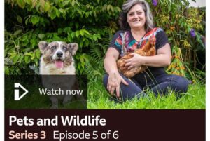 Kiri Pritchard-McLean Instagram - The penultimate episode of TV Flashbacks is on @bbctwo tonight at 9.30pm. You can binge the whole series on @bbciplayer if you fancy it. 
It's all about Pets and Wildlife so naturally I took the iPlayer picture with my dog and my favourite chicken. No idea why Ci has chosen to look so deranged. The cat was sleeping in the house and was having none of it. Just in case you worried I had favourites. 
📸 @ffotograffiaethiolopenri