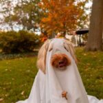 Kirsten Gillibrand Instagram – Maple is ready for Halloween 👻