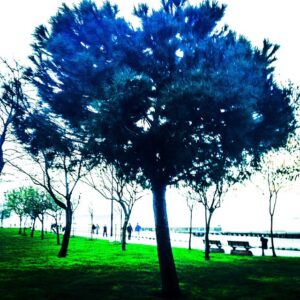 Koray Candemir Instagram - hayat öpücüğü
#treeislife