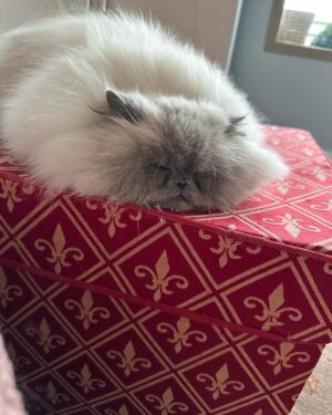Kristen Ashley Instagram - My little girl’s brother used to sleep on the Christmas box every year. It still has his fur on it. He loved it so much, I couldn’t put the box away. Since we lost him, every year when I pull out the Christmas box, Starla almost exclusively sleeps on her brother’s scent. We lost him a couple of days before Christmas, but he’s still with us.  Miss you, my wee Axl. 🎄🤶🥰💝 #lifeintherockchicklane