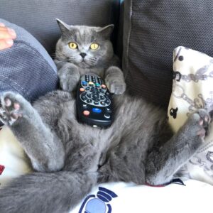 Kubilay Penbeklioğlu Instagram - #sushi watching tv. #catsofinstagram
