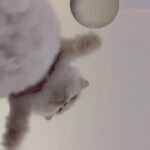 Kunpimook Bhuwakul Instagram -