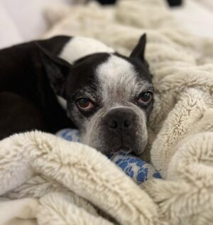 Kyle Dean Massey Instagram - Our sweet boy Puppy left us on Christmas Eve. For 10.5 years we loved him, and he loved us. Our lives have experienced dramatic change over the last decade, and Puppy was our constant. He had a huge personality and he’s left a massive hole in our house and in my heart. We love you forever Puppy.

A special thank you to @kleedawn and @alex__komaroff who loved Puppy as their own.