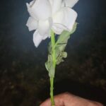 Lázaro Ramos Instagram - Feliz 2024. Saúde pra vocês.