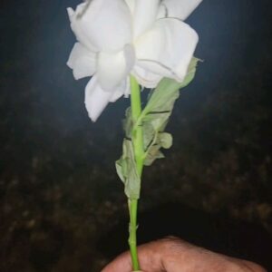 Lázaro Ramos Instagram - Feliz 2024.
Saúde pra vocês.