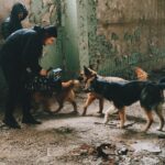 Lado Kvataniya Instagram - Уверен, что в прошлой жизни я был собакой и считаю своим долгом помочь четырехлапым братьям! /// 27 и 28 апреля пройдёт фестиваль WOOF @woof_fest, где будет более 150 собак и 200 кошек. Если у вас нет возможности приютить мохнатого верного друга или подругу, то приходите с подарками или просто подарите им немного своей ЛАСКИ. АДРЕС: Хлебозавод №9 по адресу г. Москва, ул. Новодмитровская, д. 1, стр.17 (м.Дмитровская) /// На фото лохматые ребята из приюта «НИКА» @fond_nika, которые на днях помогли нам на съёмках! Отдельное спасибо! ВСЕМ WOOF! #wooffets #dogpower Moscow