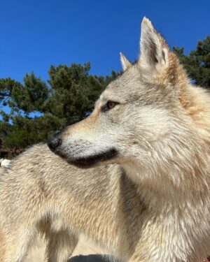 Laura Smet Instagram - Le loup 🐺♥️